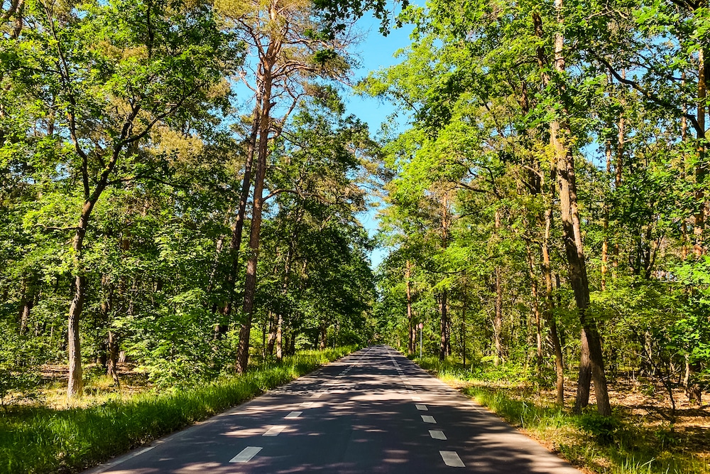 berlin-koepenick-wald-natur-radfahren-1